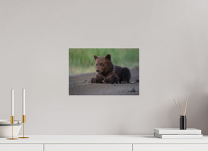 Contemplation, Alaskan Coastal Brown Bear Cub