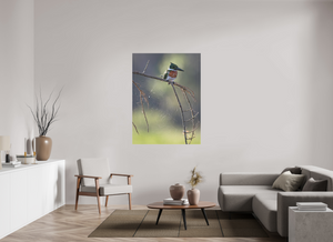 Delicate Details, Amazon Kingfisher