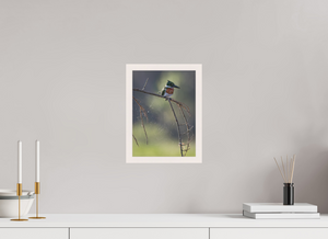 Delicate Details, Amazon Kingfisher