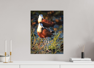 Signs of Spring, African Jacana