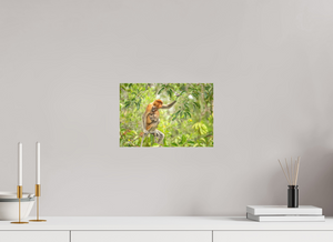 Treetop Lullaby, Proboscis Monkey