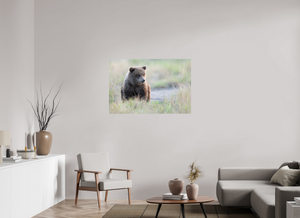 Wonder World, Alaskan Coastal Brown Bear Cub