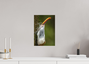 Pinocchio, Lanternfly