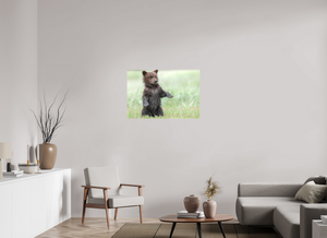 Balancing Act, Alaskan Coastal Brown Bear Cub