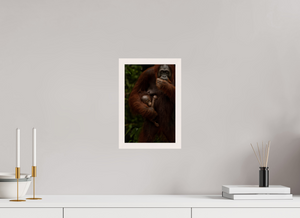 Bonding, Orangutan