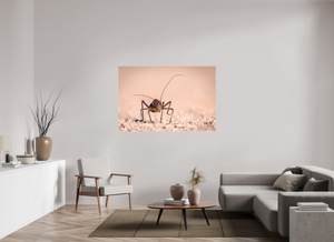 Army of One, African Armored Cricket