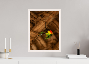 Color Balance, Sunbird