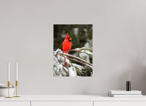 Scarlet Decor, Cardinal
