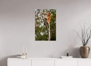 Hostility, Proboscis Monkey