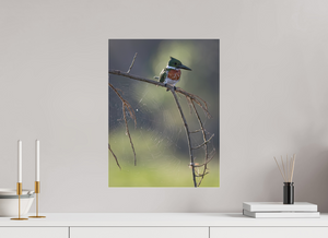 Delicate Details, Amazon Kingfisher