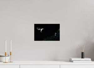 Home For Dinner, Atlantic Puffin