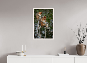 Hair Salon, Proboscis Monkeys