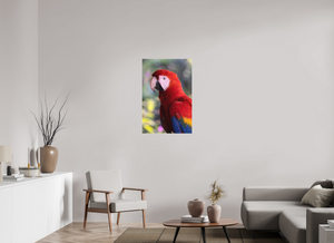 Colors of the Tropics, Scarlet Macaw