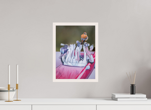 Looney Tunes, American Kestrel