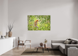 Treetop Lullaby, Proboscis Monkey