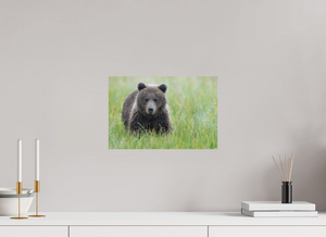 Teddy Bear Shower, Alaskan Brown Bear Cub
