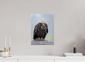 Bad Hair Day, Bald Eagle