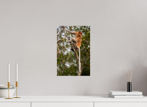 Hostility, Proboscis Monkey