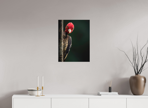 Dissatisfaction, Pale-billed Woodpecker