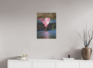 Water Dance, Roseate Spoonbill