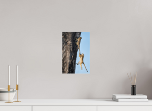 King of the Swingers, Baboon