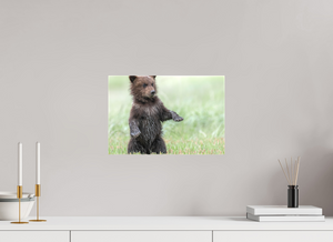 Balancing Act, Alaskan Coastal Brown Bear Cub