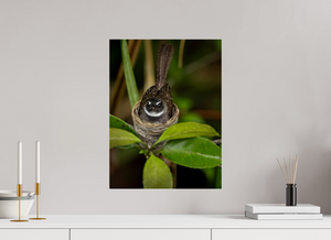 Weathering The Storm, Fantail