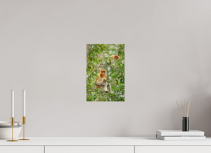 Audacity and Indignation, Proboscis Monkey