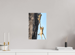 King of the Swingers, Baboon