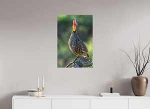 Welcoming the Dawn, Yellow-necked Spurfowl