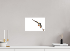 The Provider, Tufted Puffin