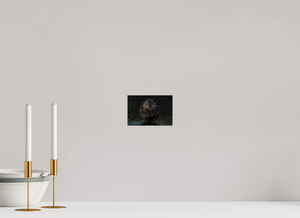 Beyond Braces, Nutria