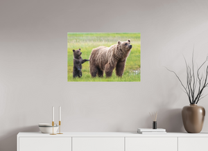 Maternal Instinct, Alaskan Coastal Brown Bear