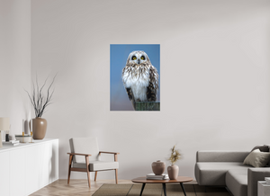 Intensity, Short-eared Owl
