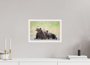 Observation, Alaskan Brown Bear Cubs