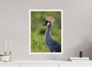 Glamour, Crowned Crane