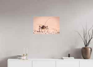 Army of One, African Armored Cricket