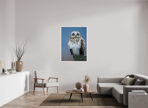 Intensity, Short-eared Owl