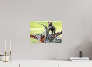 Branching Out, Alaskan Coastal Brown Bear Cub