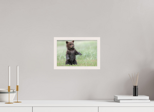 Balancing Act, Alaskan Coastal Brown Bear Cub
