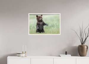 Balancing Act, Alaskan Coastal Brown Bear Cub