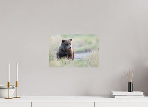 Wonder World, Alaskan Coastal Brown Bear Cub