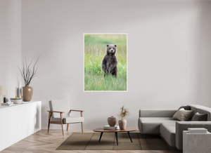 Innocence, Alaskan Coastal Brown Bear Cub
