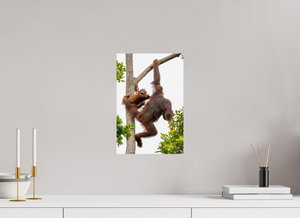 Panic Mode, Orangutan