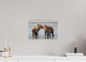 Conflict, Alaskan Coastal Brown Bear Cubs