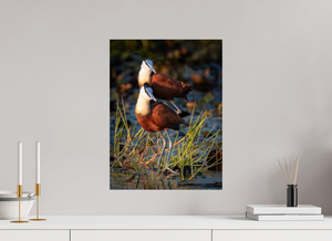Signs of Spring, African Jacana