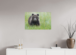 Teddy Bear Shower, Alaskan Brown Bear Cub