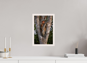 Seat of Honor, Proboscis Monkey