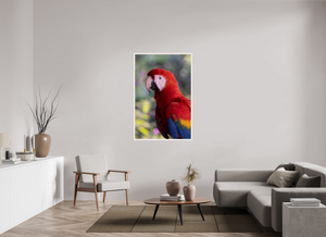 Colors of the Tropics, Scarlet Macaw