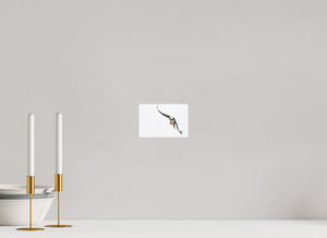 The Provider, Tufted Puffin